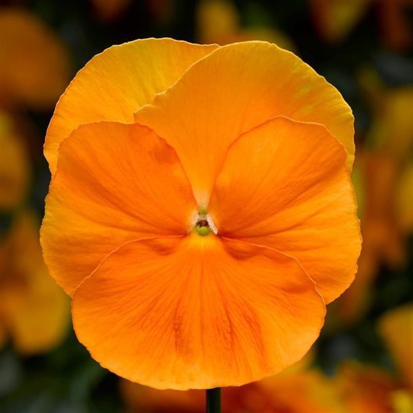 Delta Pro Clear Orange Pansy - Bloom