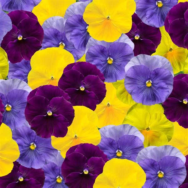 Delta Pro Tricolor Mix Pansy - Bloom
