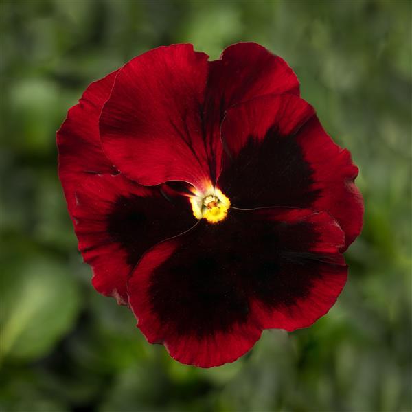 Delta Pro Red with Blotch Pansy - Bloom
