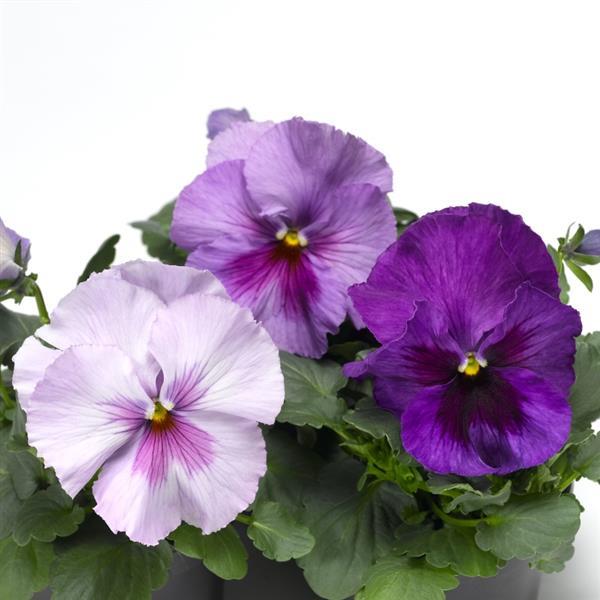 Delta Pro Lavender Blue Shades Pansy - Bloom