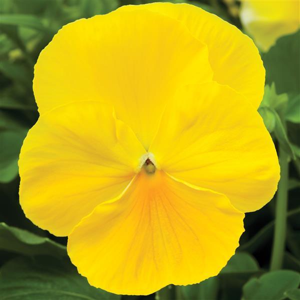 Delta Pro Clear Lemon Pansy - Bloom