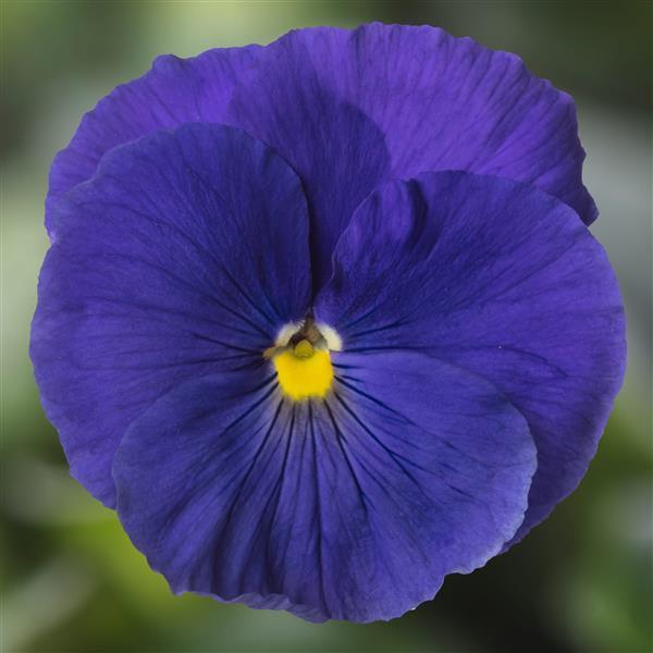 Delta Pro Clear True Blue Pansy - Bloom