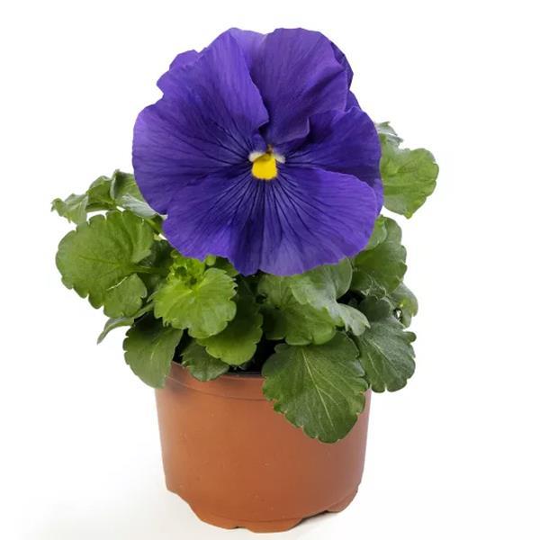 Delta Pro Clear True Blue Pansy - Container