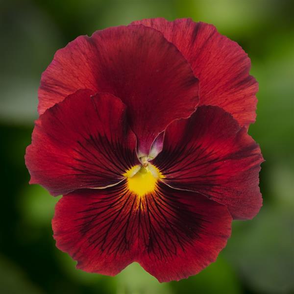 Delta Pro Clear Red Pansy - Bloom