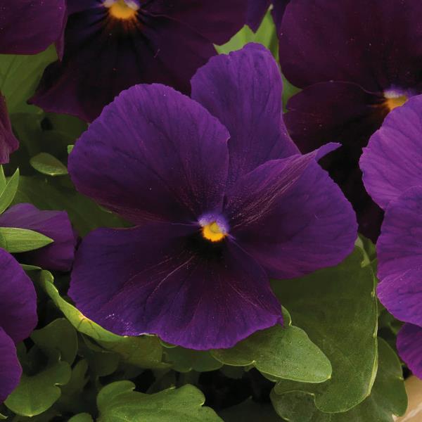 ColorMax Clear Purple Viola