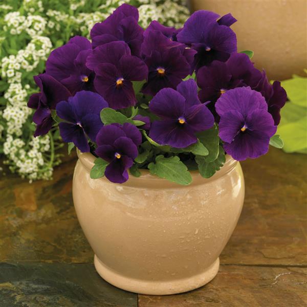 ColorMax Clear Purple Viola
