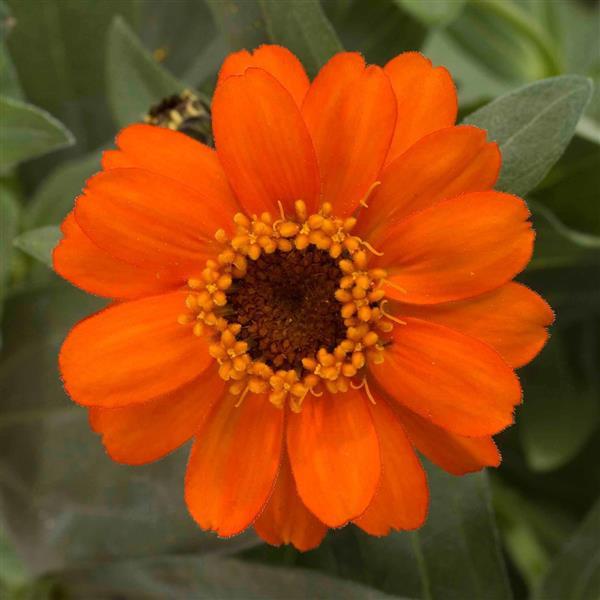 Profusion Fire Zinnia - Bloom