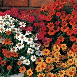 Profusion Mix Zinnia - Bloom