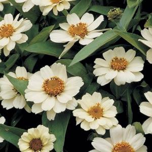 Profusion White Zinnia - Bloom