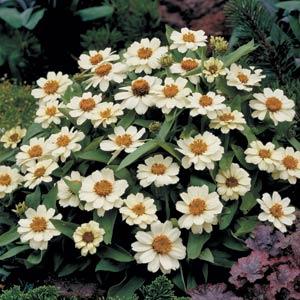 Profusion White Zinnia - Landscape