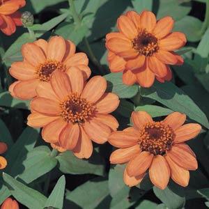 Profusion Deep Apricot Zinnia - Bloom