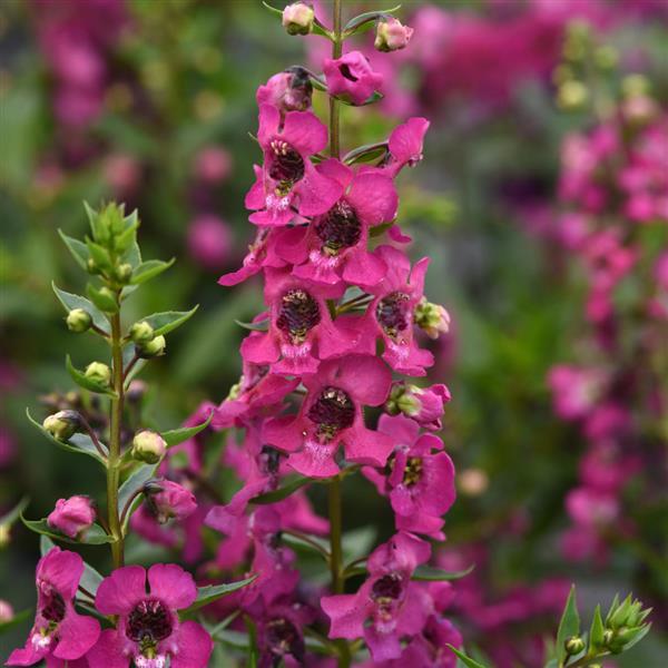 Serena® Magenta Angelonia - Bloom