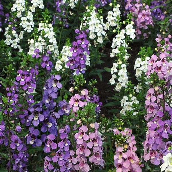 Serena® Mixture Angelonia - Bloom