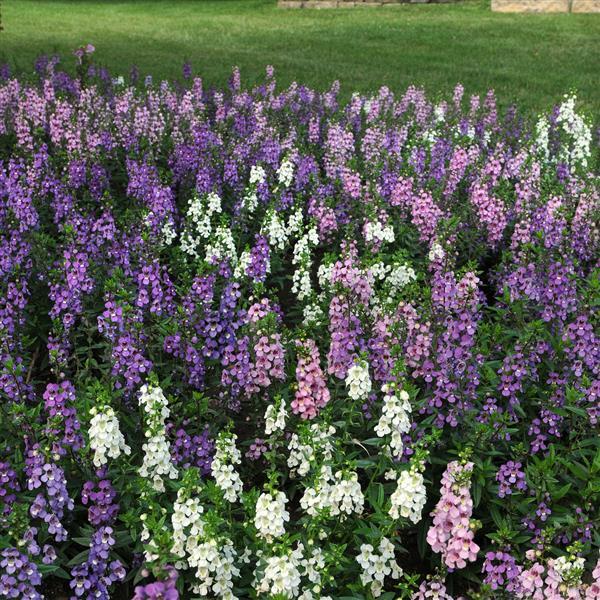 Serena® Mixture Angelonia - Commercial Landscape 1