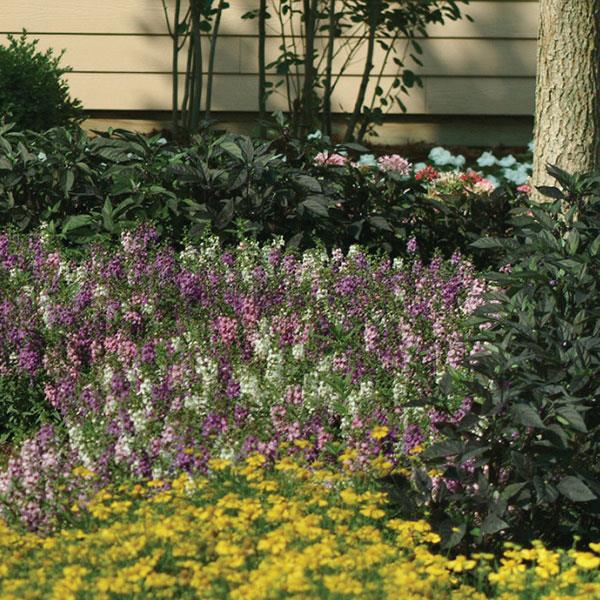 Serena® Mixture Angelonia - Commercial Landscape 2