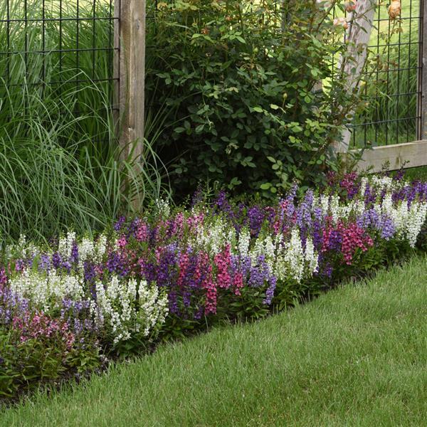 Serena® Mixture Angelonia - Commercial Landscape 3