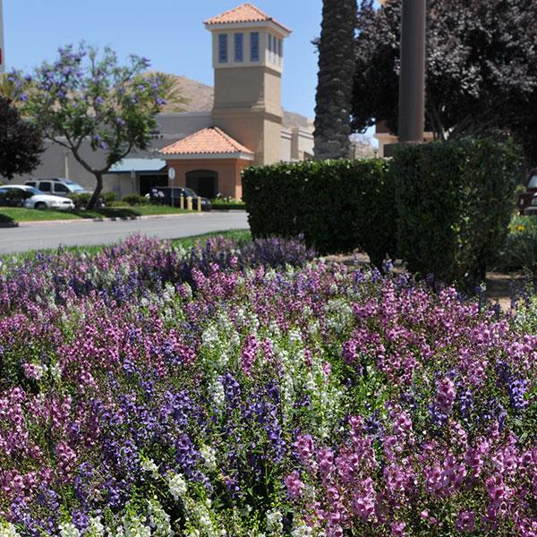 Serena® Mixture Angelonia - Commercial Landscape 4
