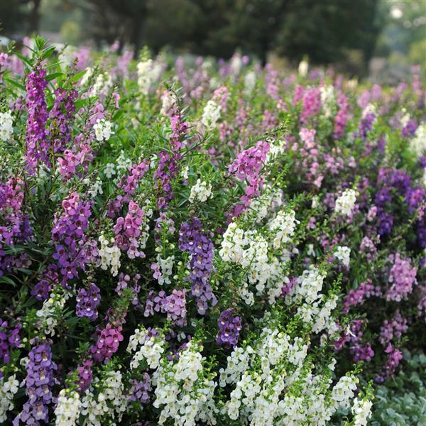 Serena® Mixture Angelonia - Garden