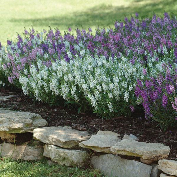 Serena® Mixture Angelonia - Landscape