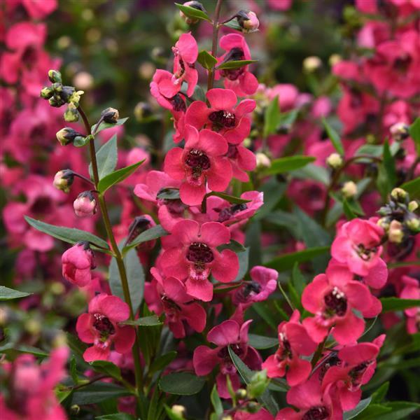 Serenita® Cherry Red Angelonia - Bloom