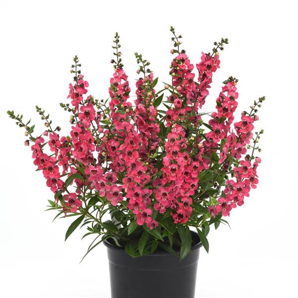 Serenita® Cherry Red Angelonia - Container