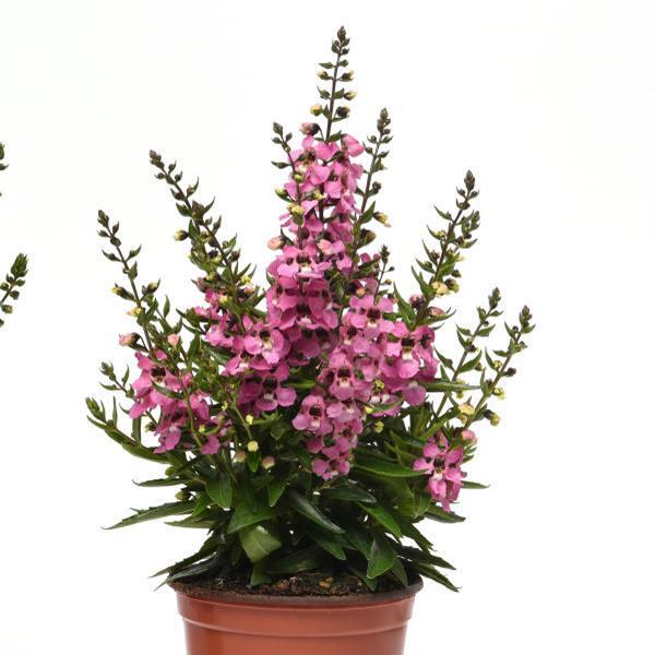 Serenita® Pink Angelonia - Container