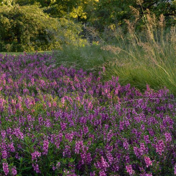 Serenita® Raspberry Angelonia - Commercial Landscape 1
