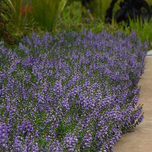 Serenita® Sky Blue Angelonia - Landscape