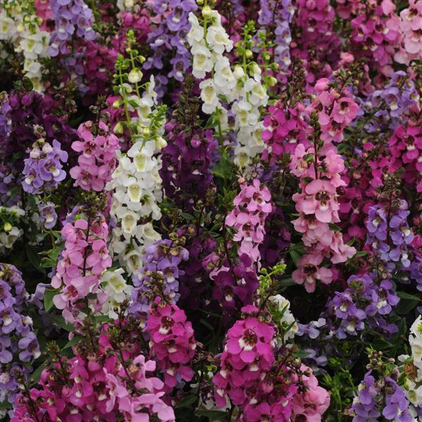 Serenita® Mixture Angelonia - Bloom