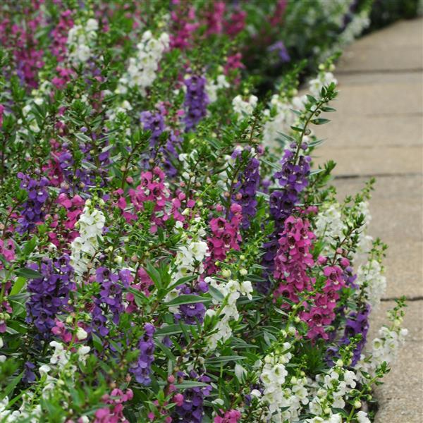 Serenita® Mixture Angelonia - Commercial Landscape 1