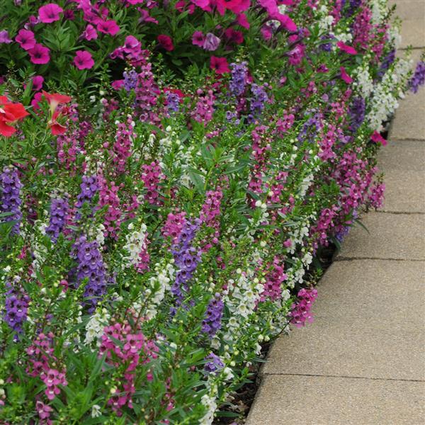 Serenita® Mixture Angelonia - Landscape