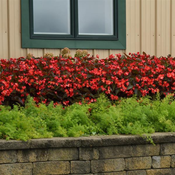Dragon Wing® Red Bronze Leaf Begonia - Landscape