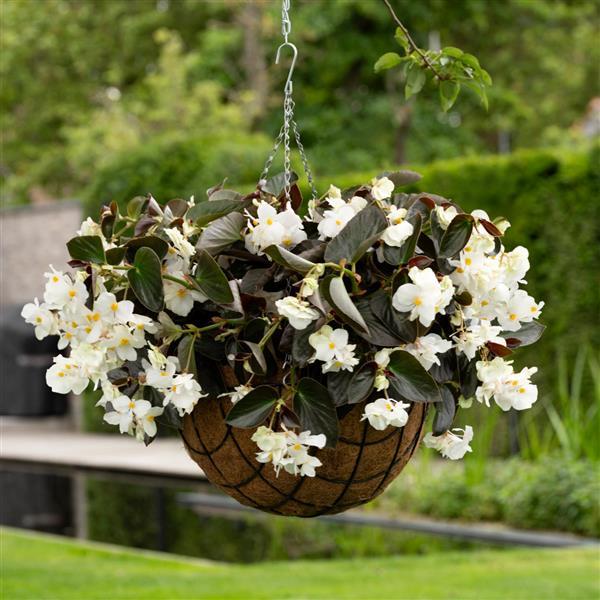 Dragon Wing® White Bronze Leaf Begonia - Basket