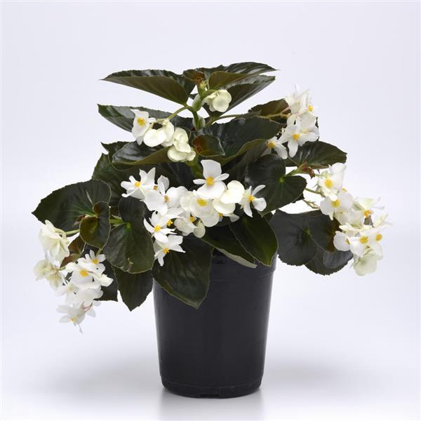 Dragon Wing® White Bronze Leaf Begonia - Container