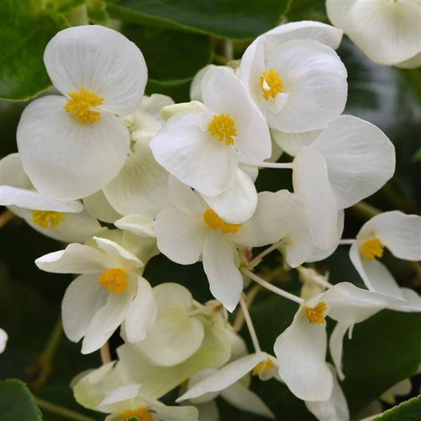 Dragon Wing® White Improved Begonia - Bloom