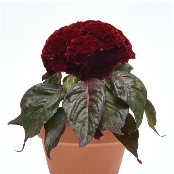 Concertina Red Dark Leaf Celosia