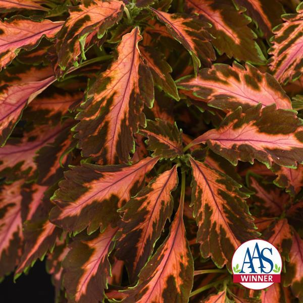 Coral Candy Coleus, Premium Sun - Bloom