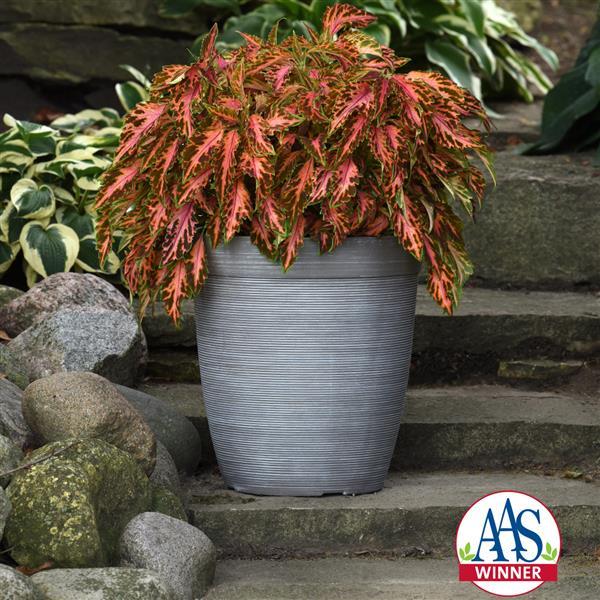 Coral Candy Coleus, Premium Sun - Container