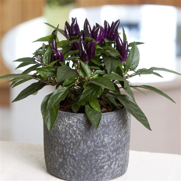 Salsa XP Purple Ornamental Pepper - Container
