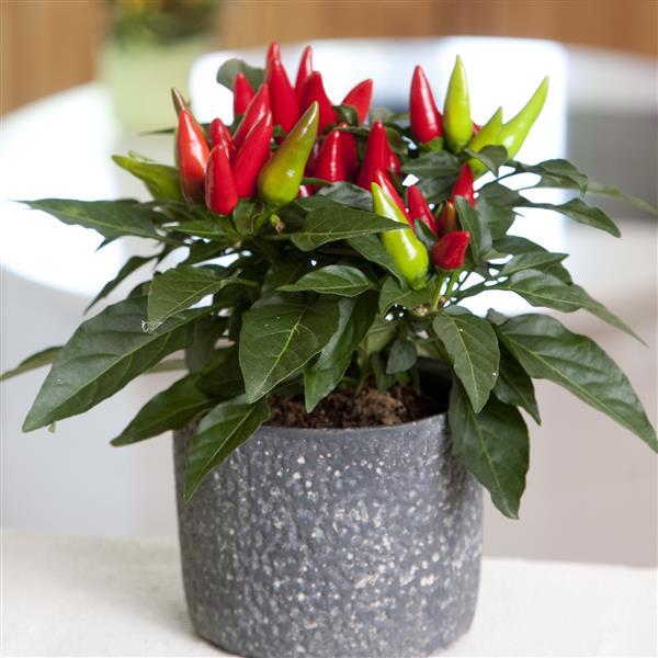 Salsa XP Red Ornamental Pepper - Container
