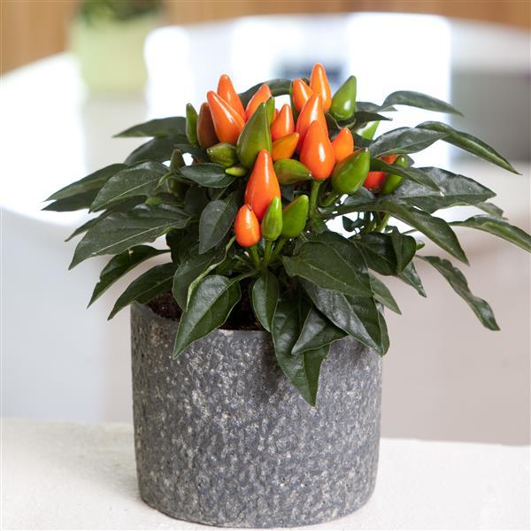 Salsa XP Dark Orange Ornamental Pepper - Container