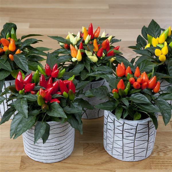 Salsa XP Mixture Ornamental Pepper - Bloom