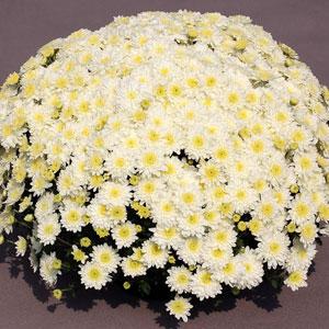 Aspen White Garden Mum