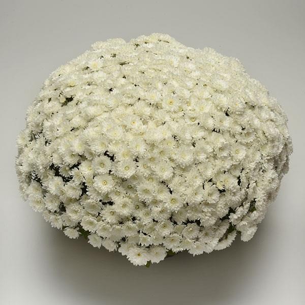 Alpine White Garden Mum