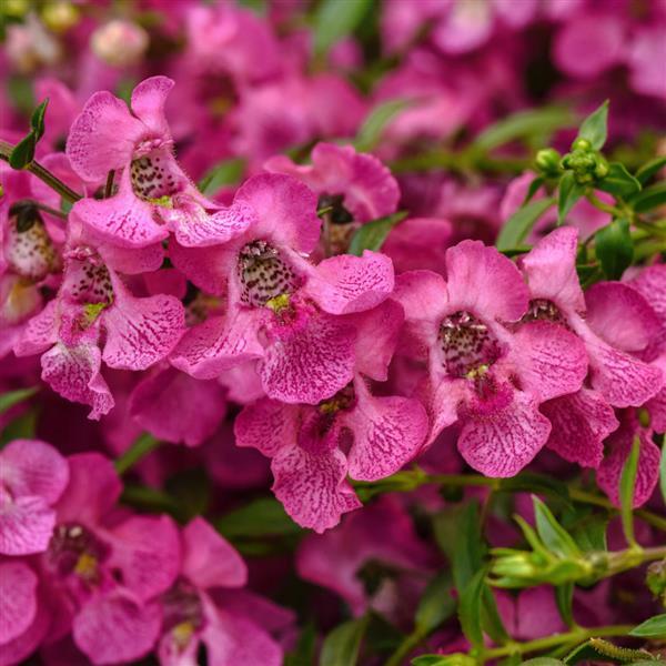 AngelMist® Spreading Pink Angelonia - Bloom
