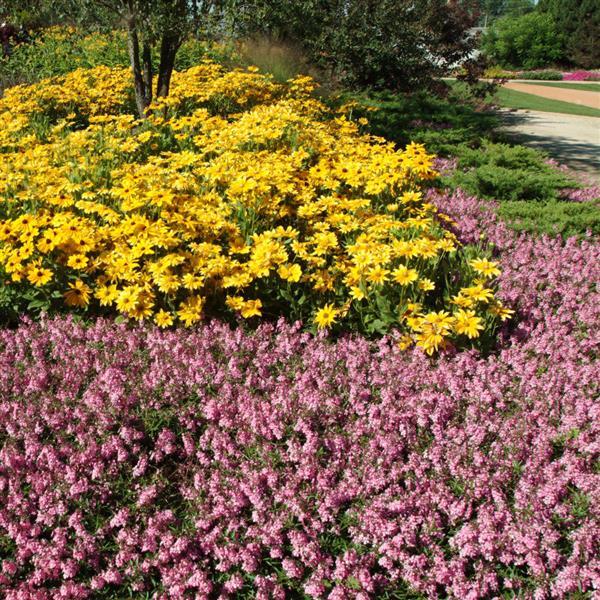 AngelMist® Spreading Pink Angelonia - Commercial Landscape 1