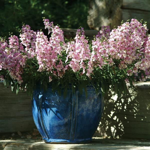 AngelMist® Spreading Pink Angelonia - Container
