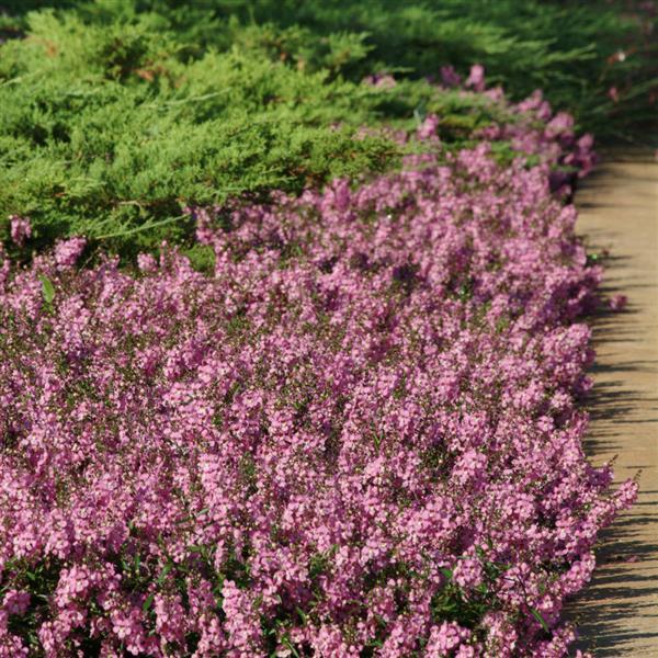 AngelMist® Spreading Pink Angelonia - Landscape
