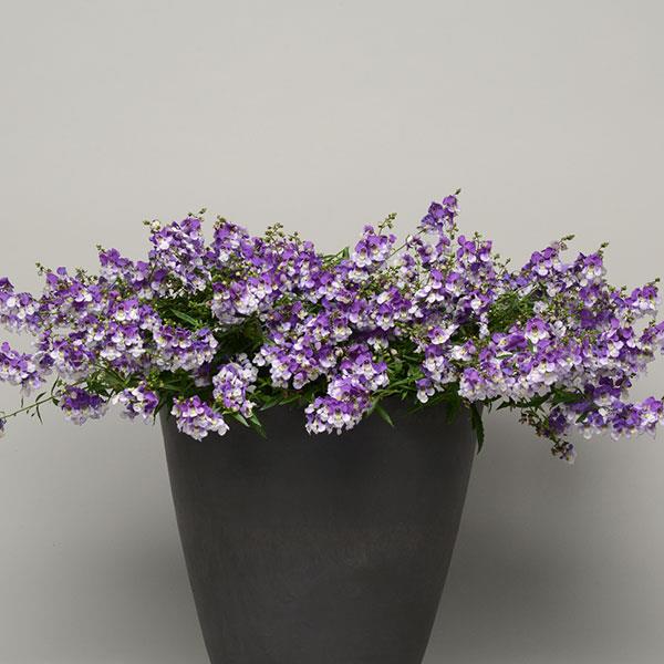 AngelMist® Spreading Bluebird Angelonia - Container