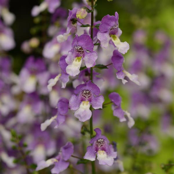 Archangel™ Blue Bicolor Angelonia - Bloom